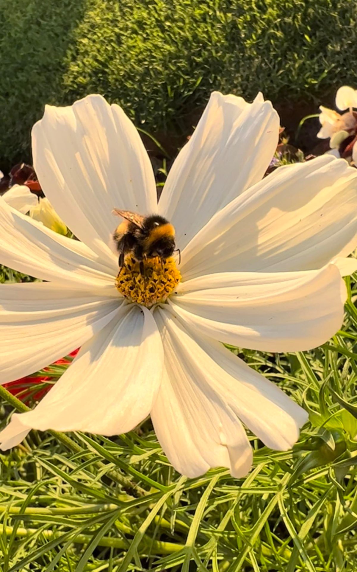 Bumblebee on a white cosmos
