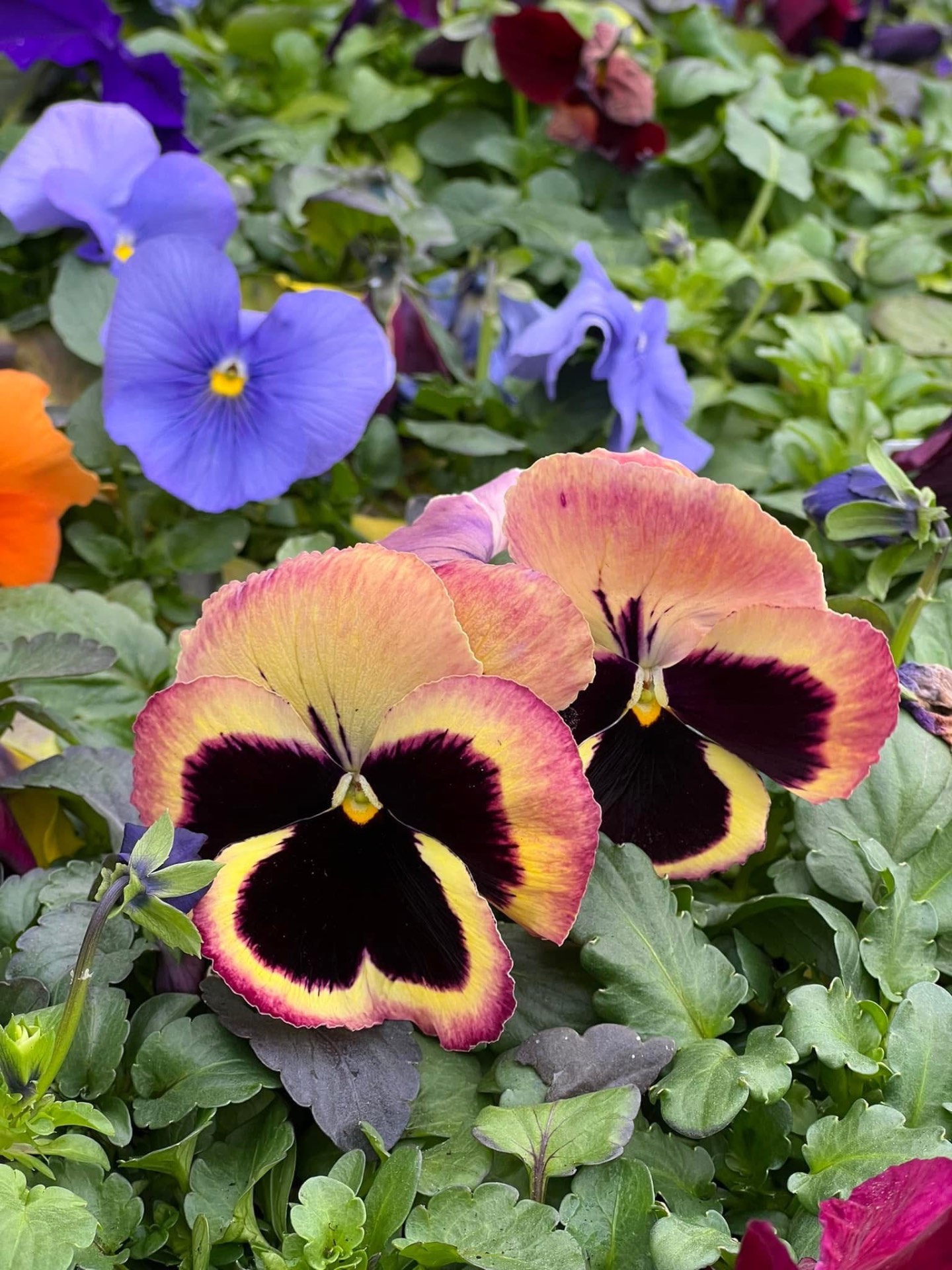 Apricot and blue pansies in flower