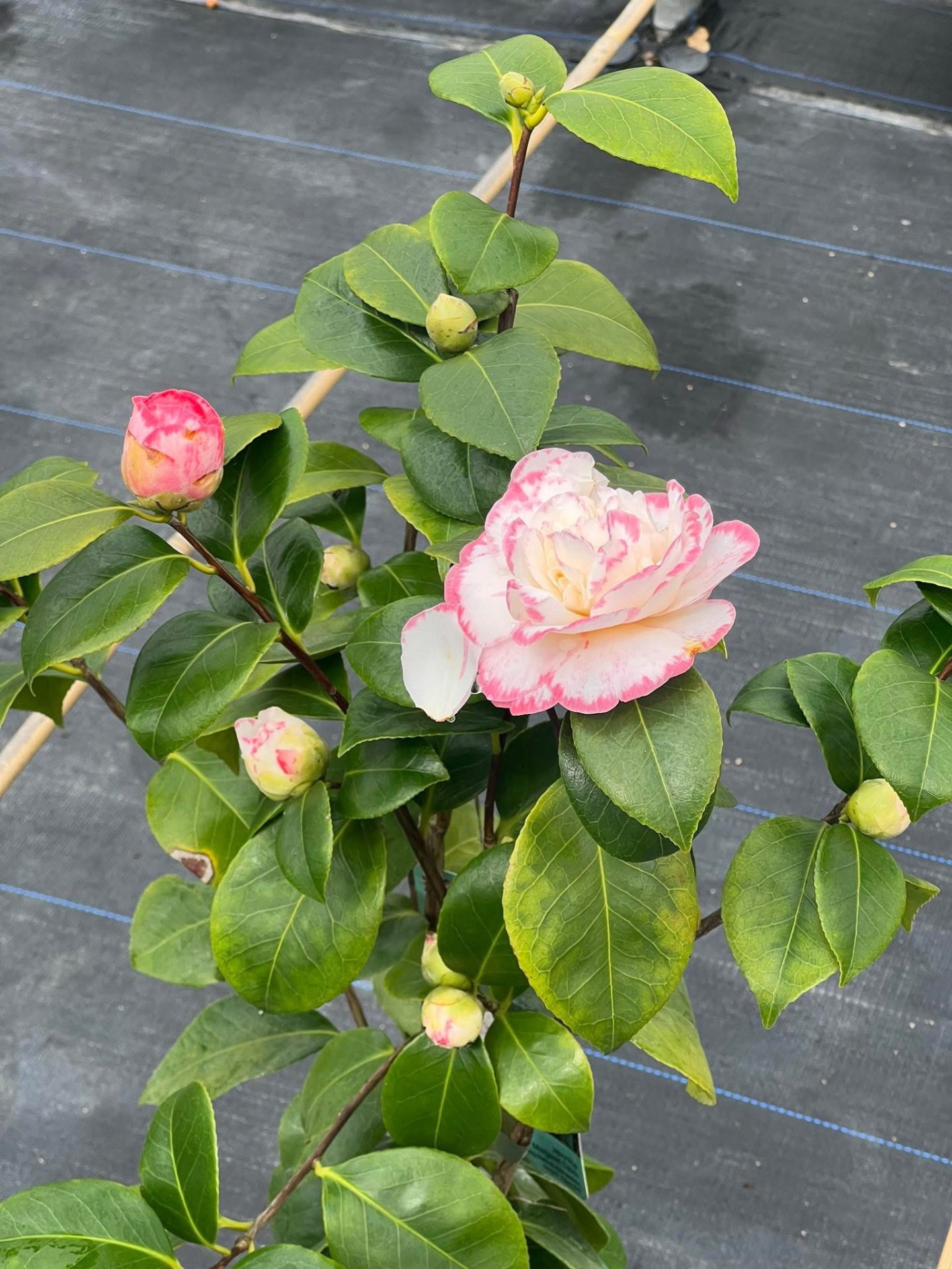 Pink-edged camellia in bud and bloom