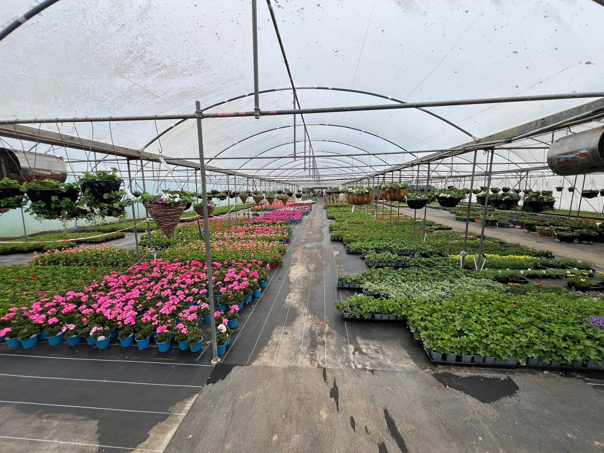 Greenhouse aisle full of bedding plants