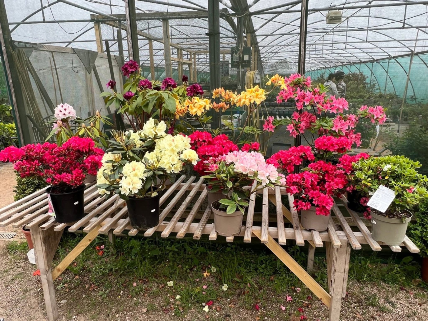 Rhododendrons and azaleas on display