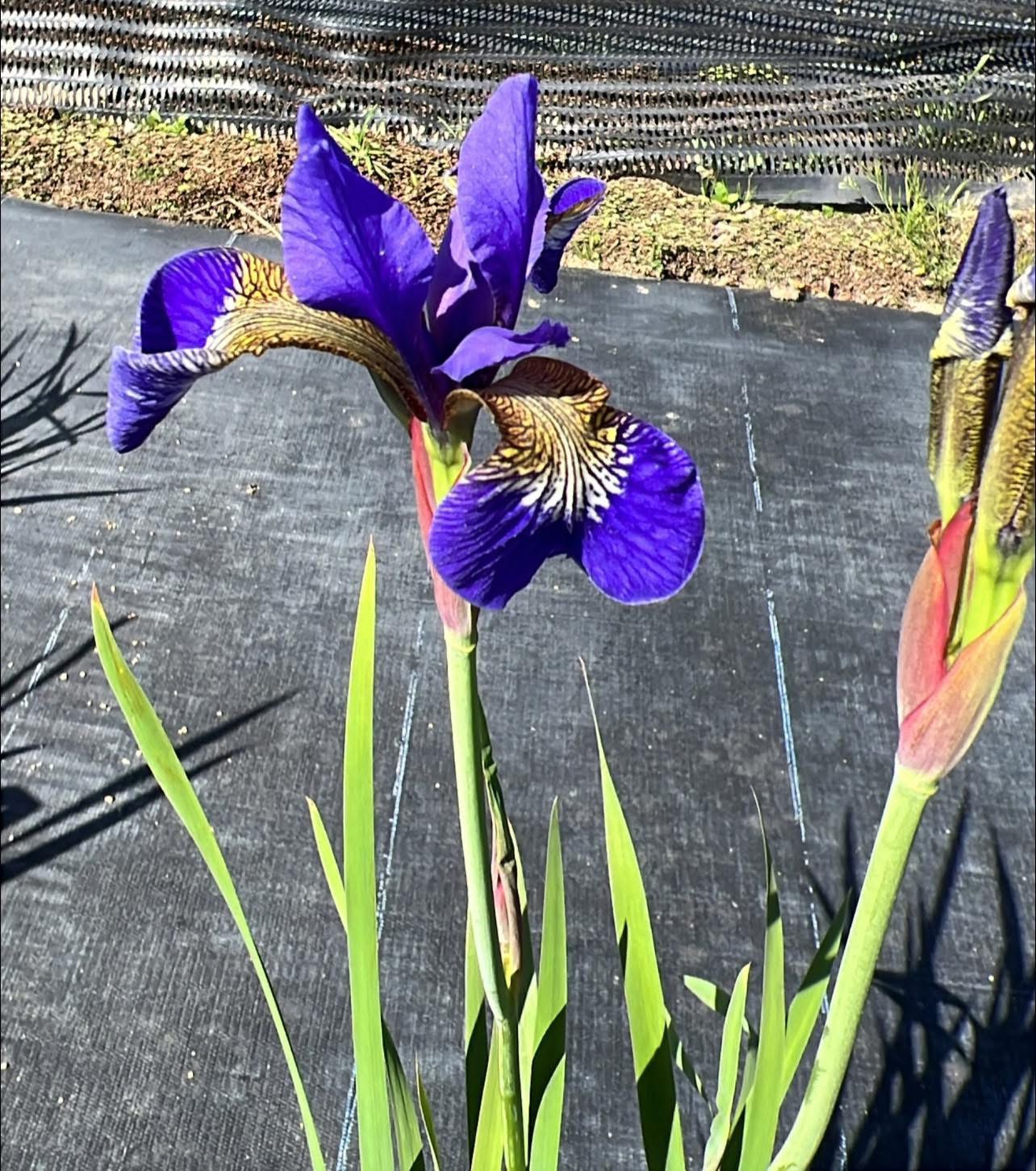 Deep purple iris in full bloom