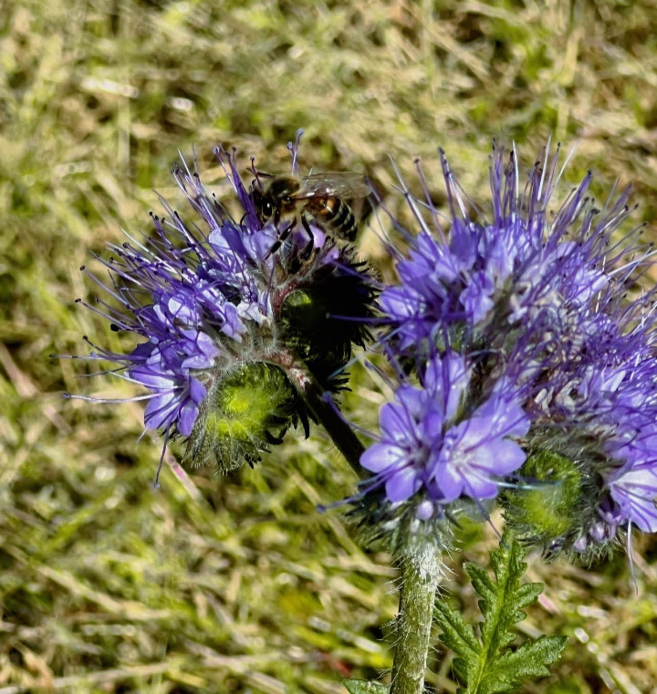 Honey bee on a phacelia flower