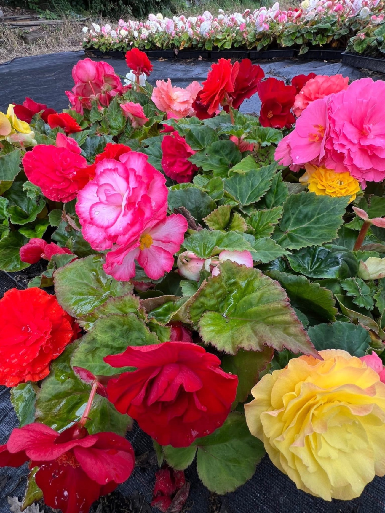 Mixed double begonias in pink, red and yellow