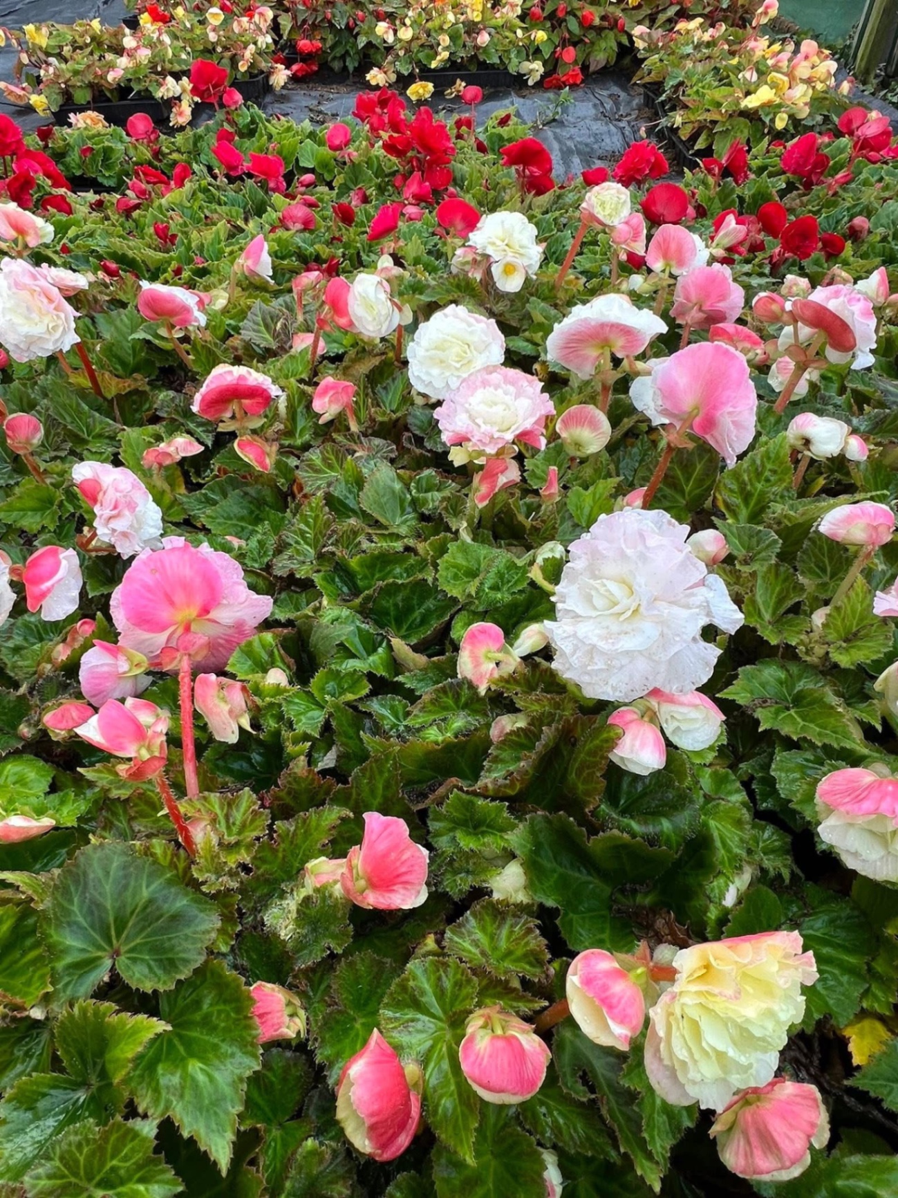 Pink and white tuberous begonias