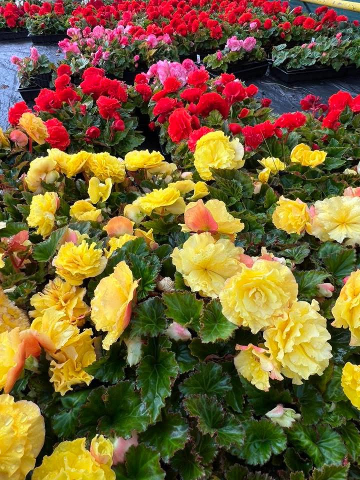 Yellow and red begonias side by side