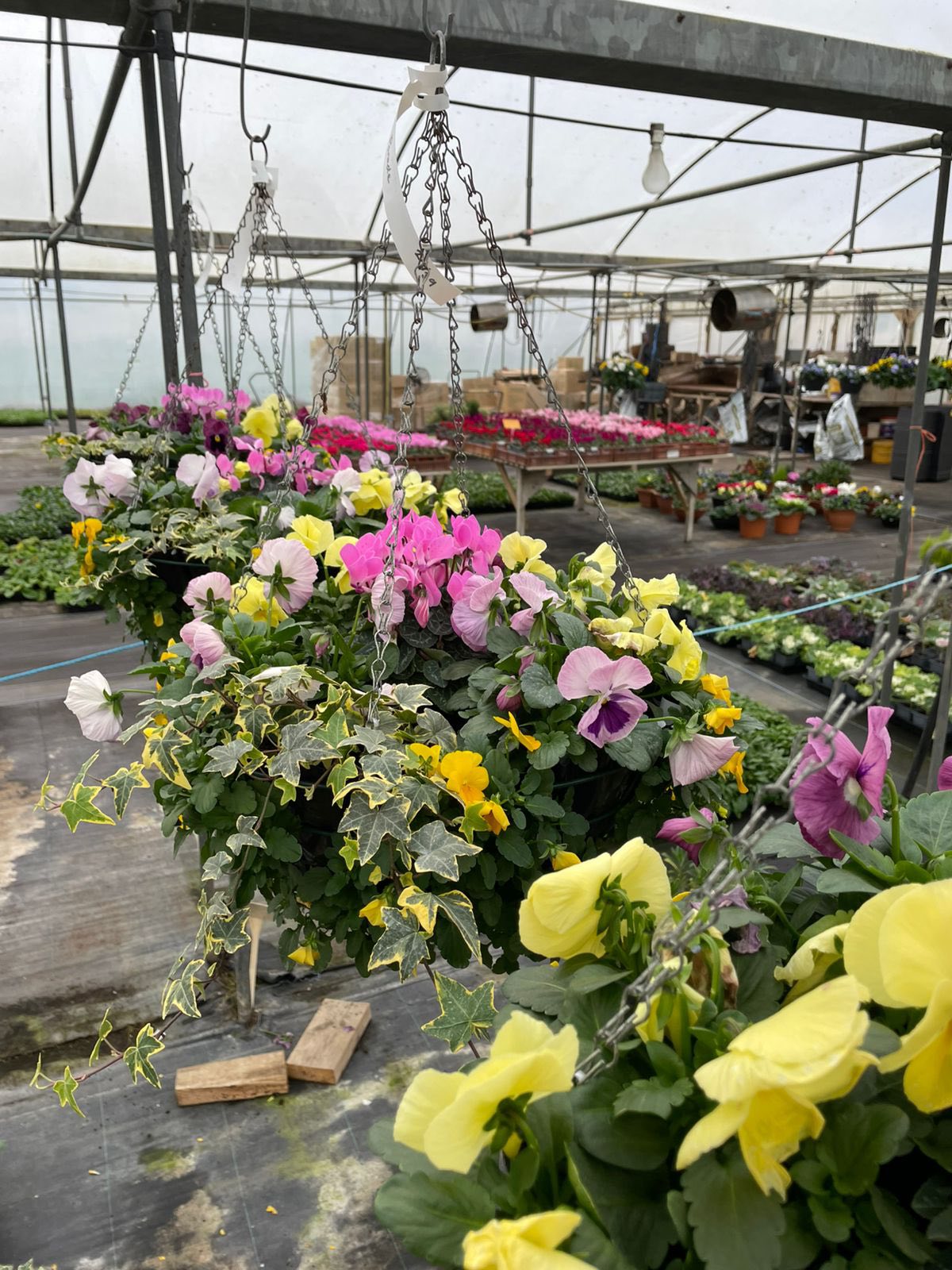 Pansy and viola hanging baskets