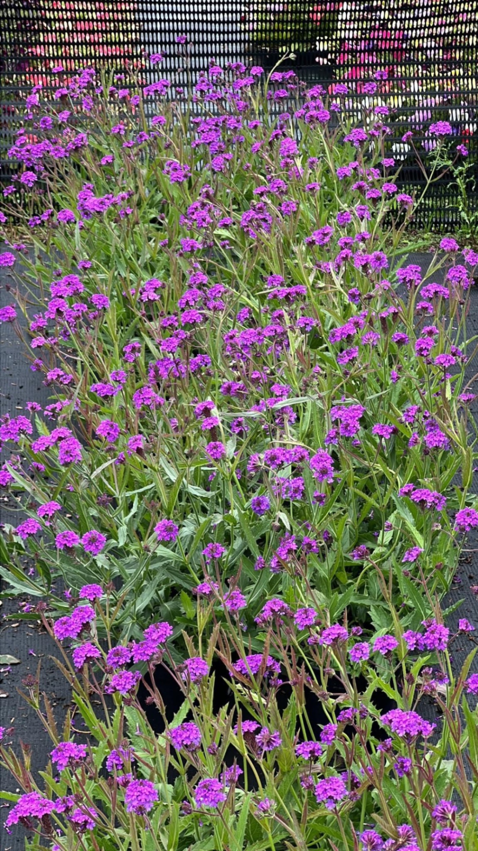 Verbena bonariensis in vivid purple