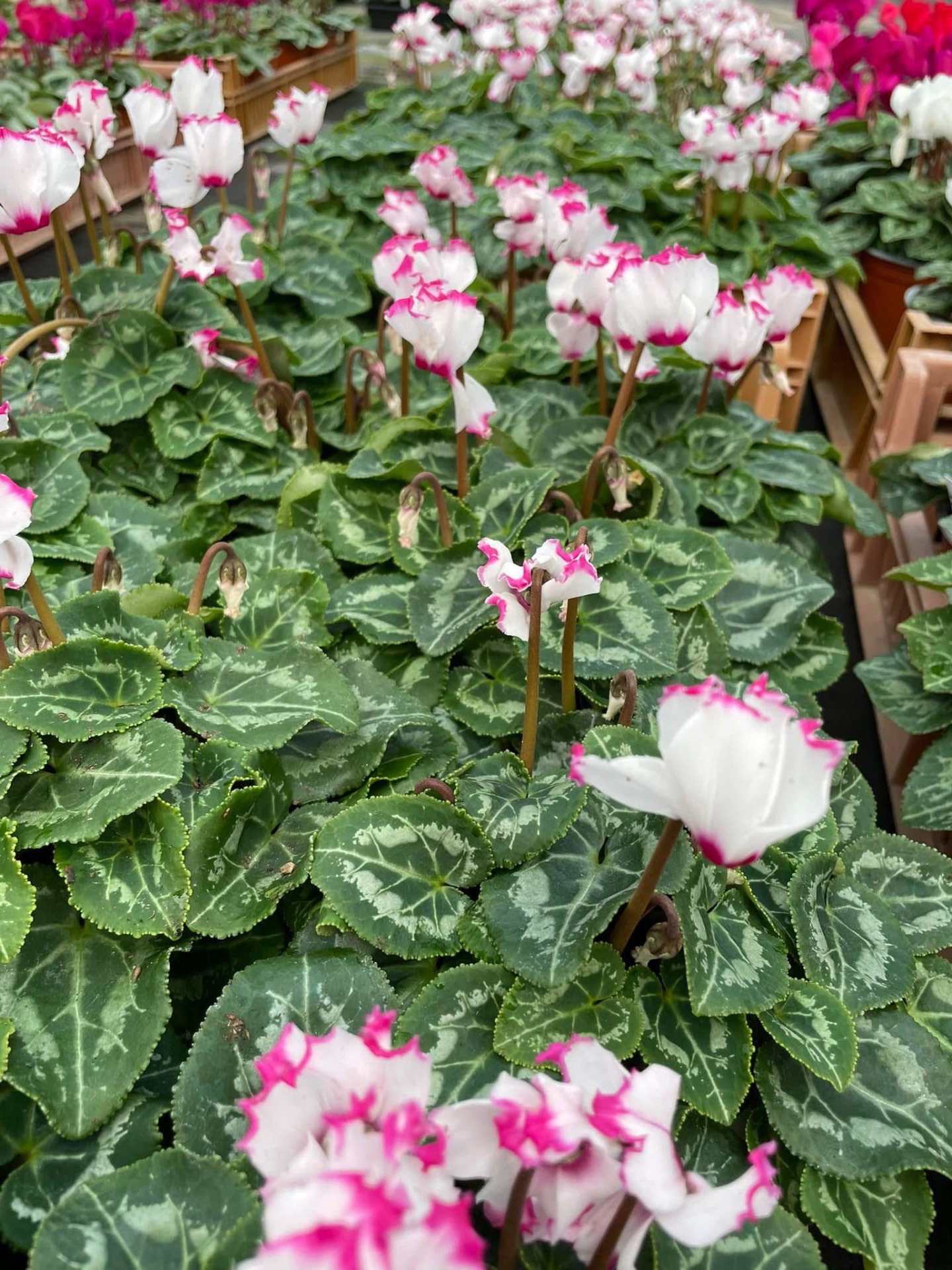 White and pink frilled cyclamen in bloom