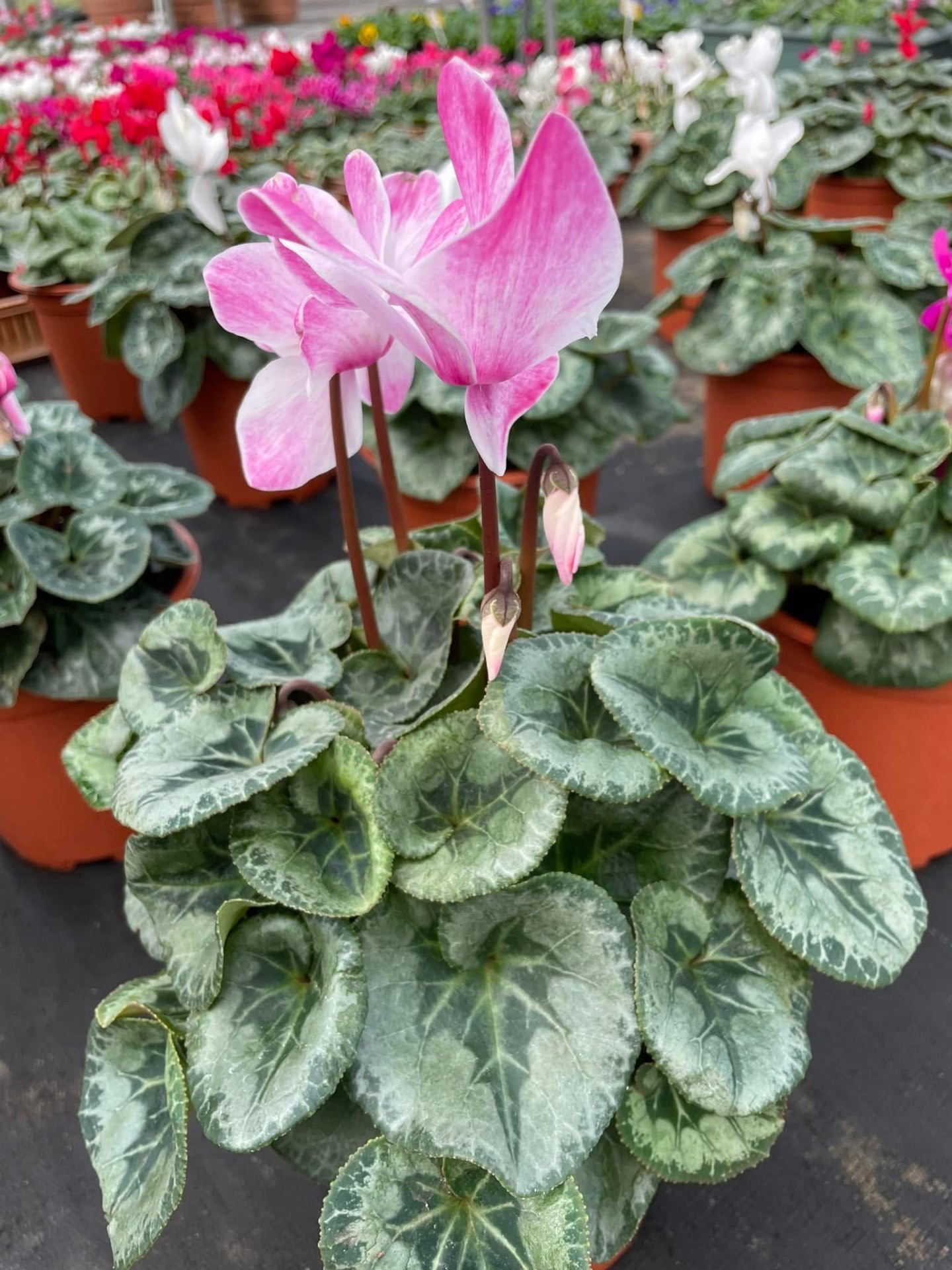 Pink cyclamen with silver-marbled leaves
