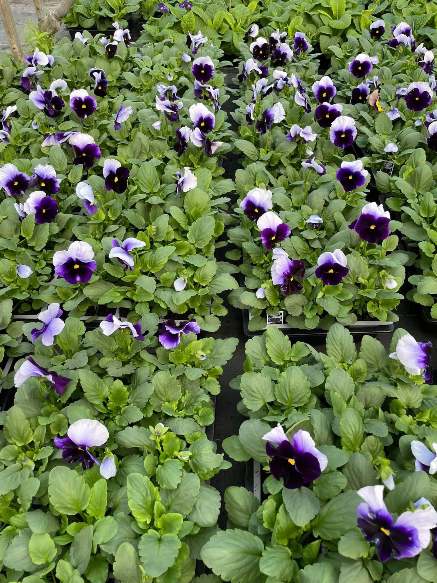 Trays of purple and white winter pansies