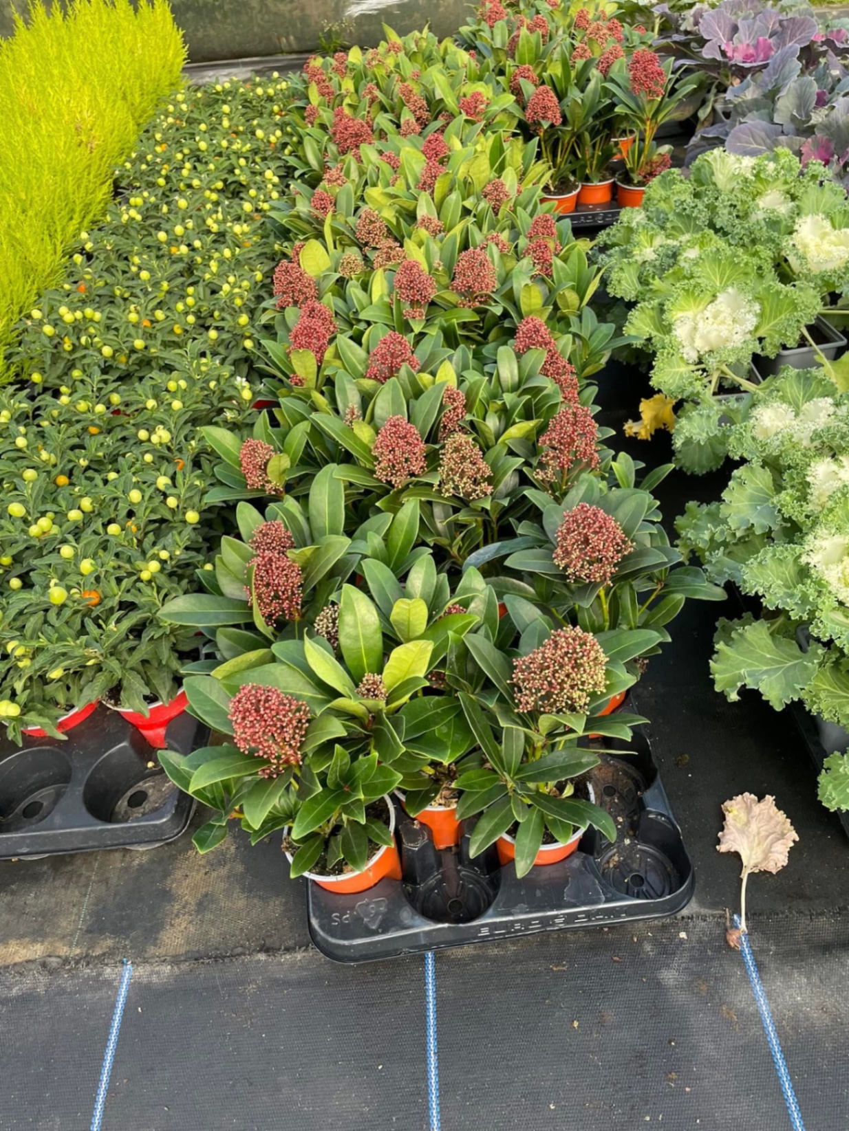 Skimmia, solanum and kale on display