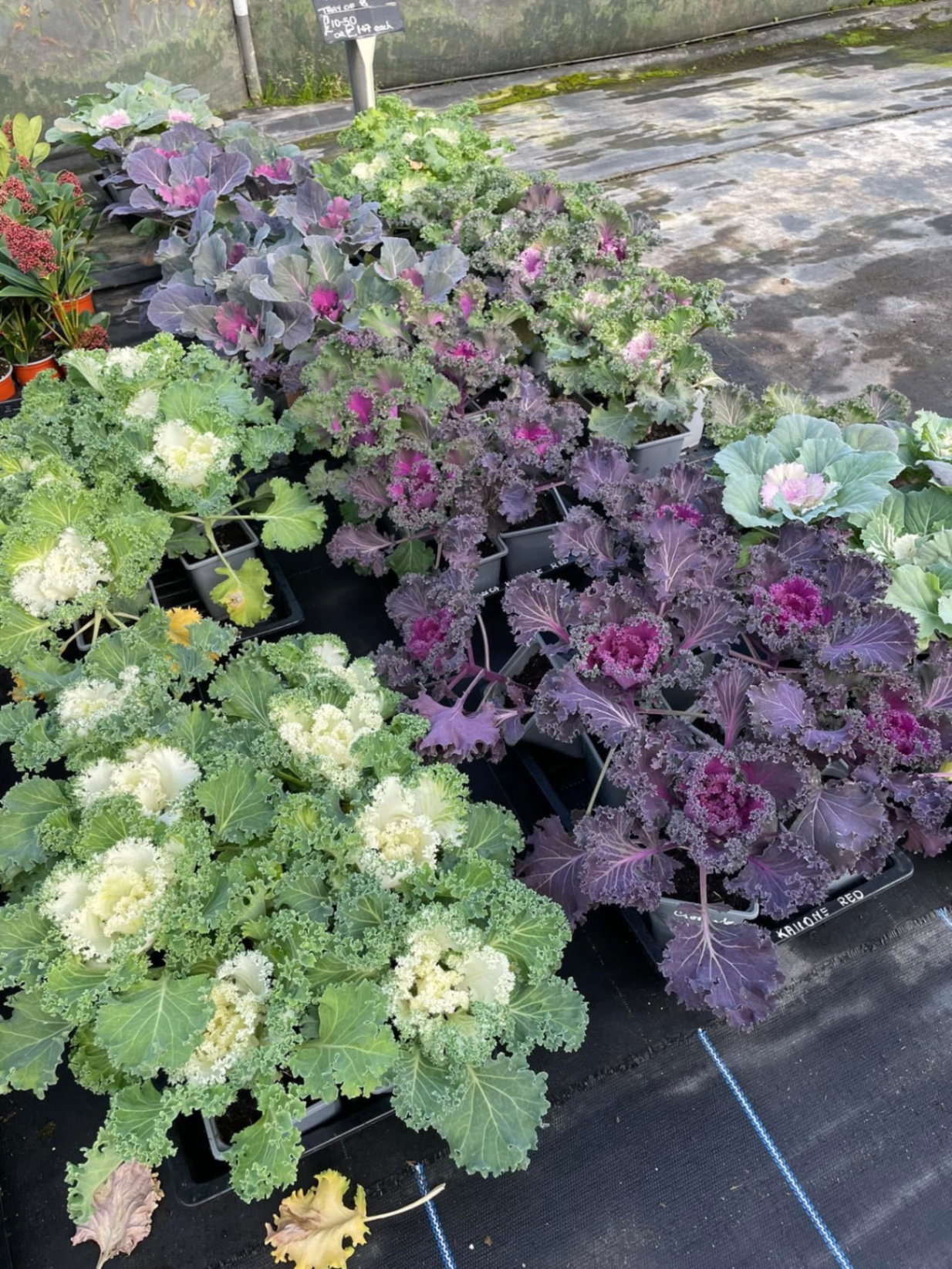 Trays of ornamental cabbage and kale