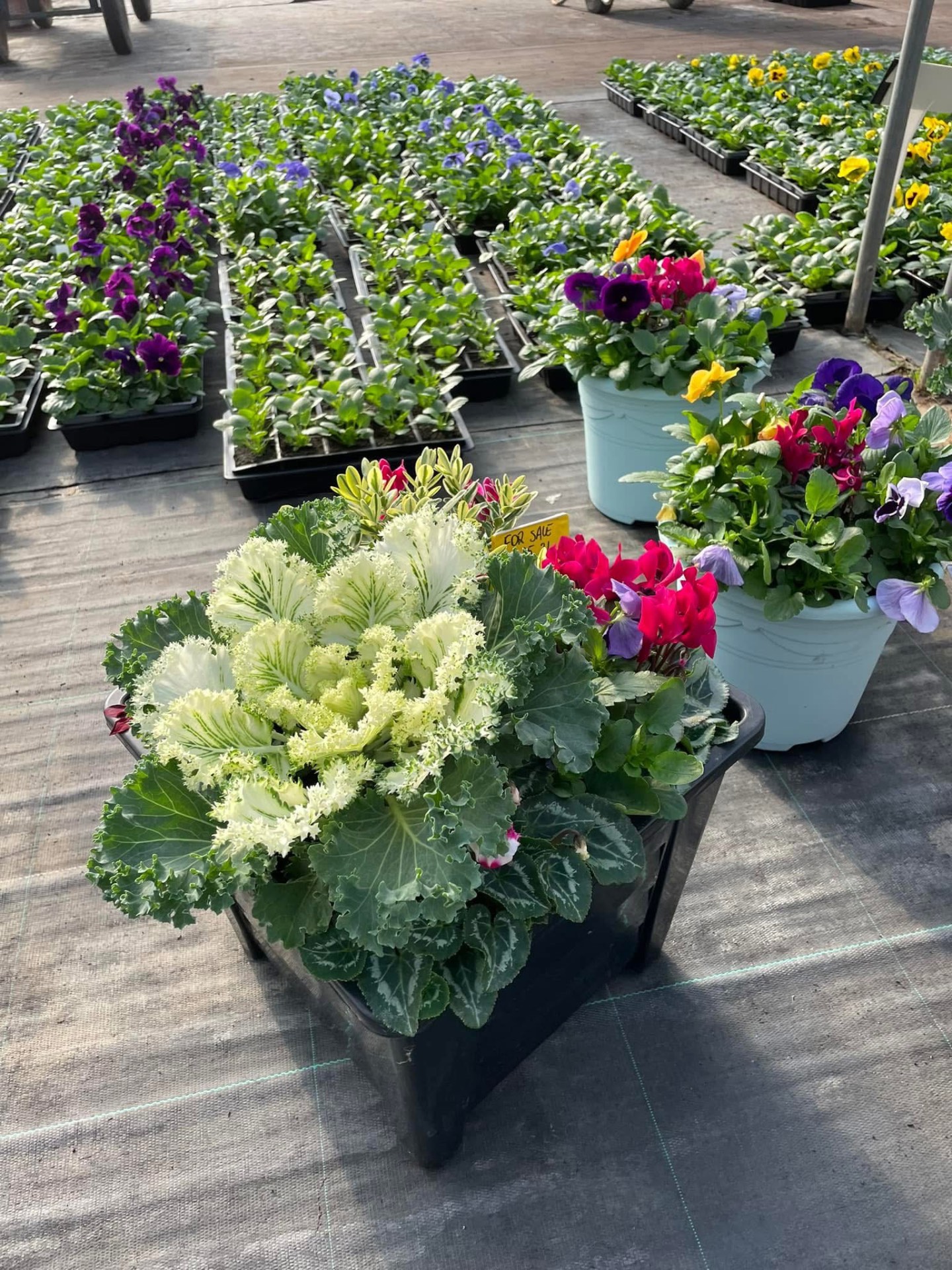 Ornamental kale and seasonal bedding trays