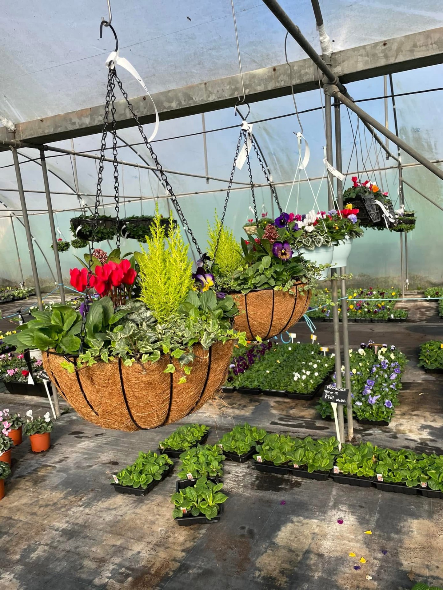 Winter hanging baskets with conifer and cyclamen