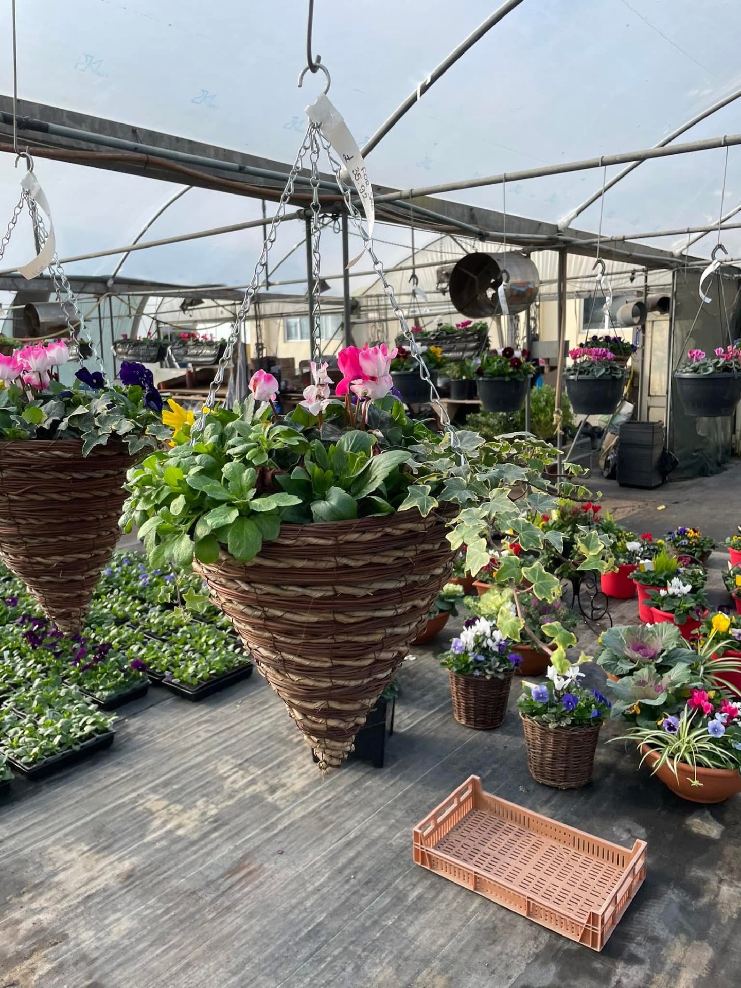 Cone hanging baskets with cyclamen and ivy
