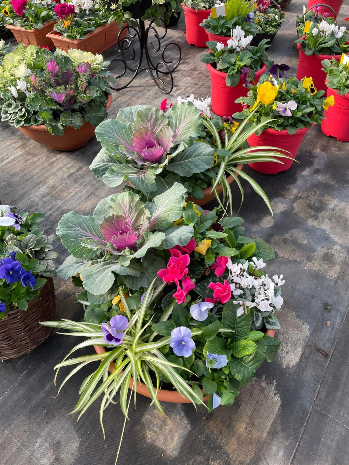Mixed planter with ornamental cabbage and pansies
