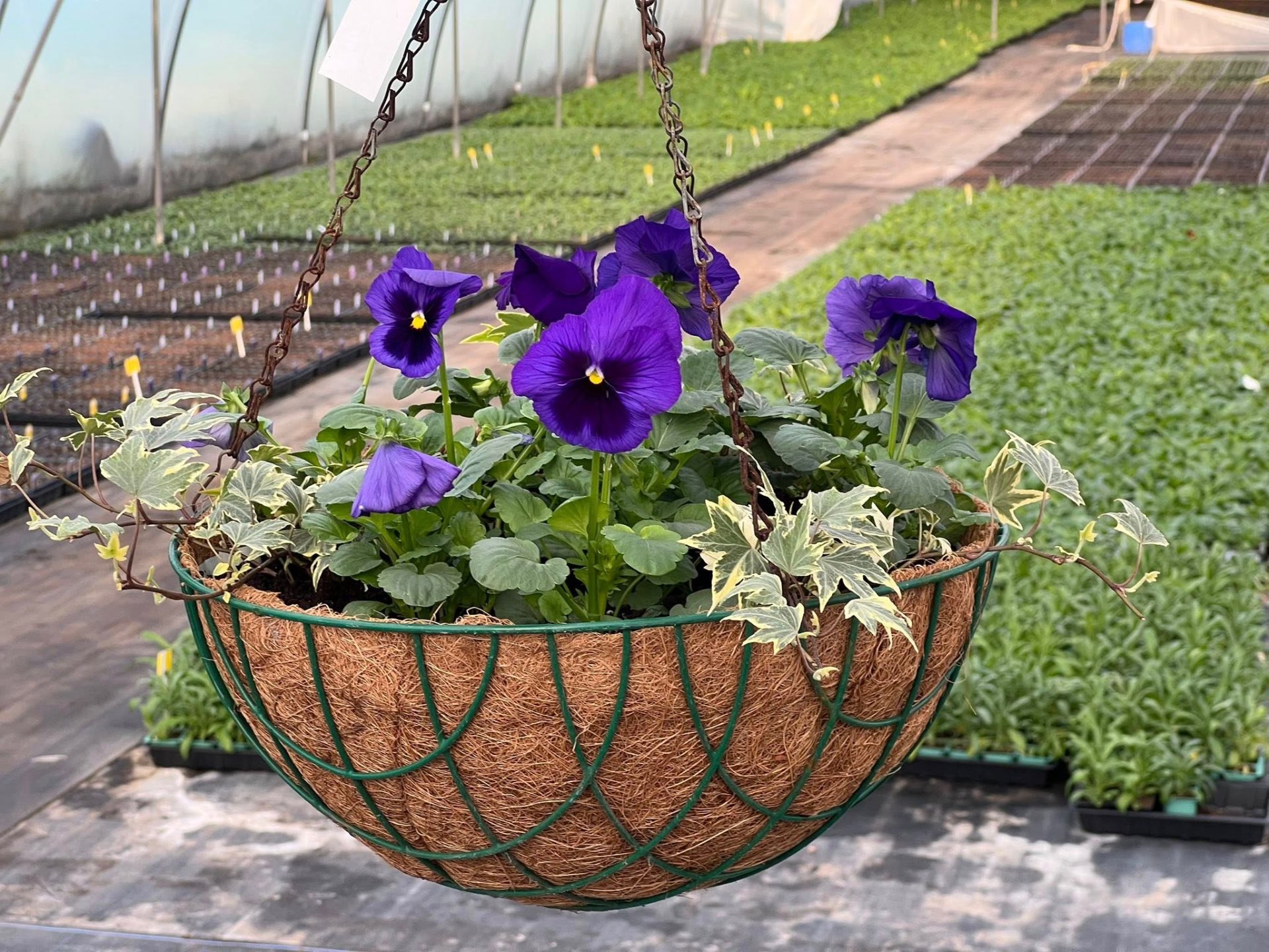 Purple pansy hanging basket