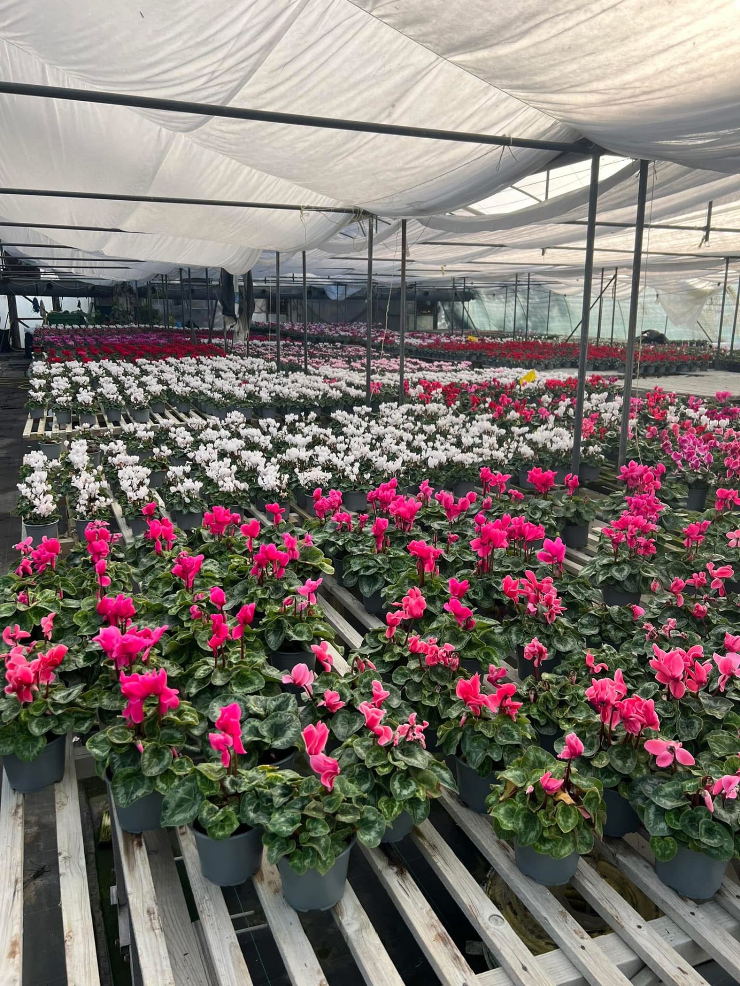 Greenhouse rows of pink and white cyclamen