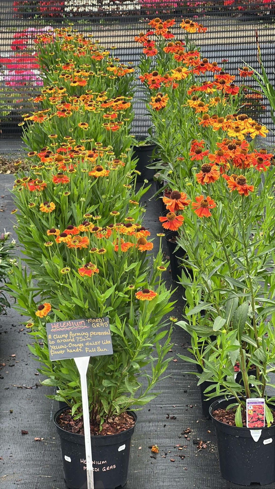 Helenium 'Mardi Gras' in fiery orange and yellow