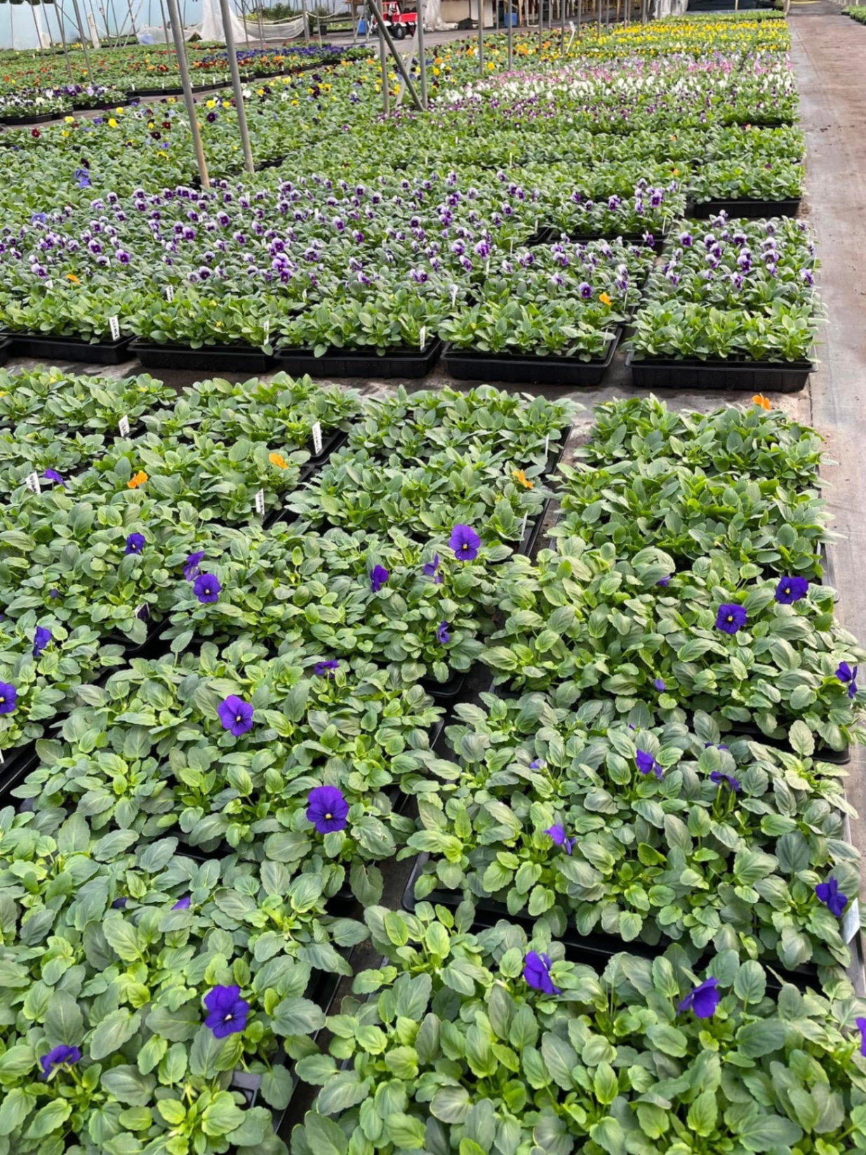 Trays of viola and pansy plug plants