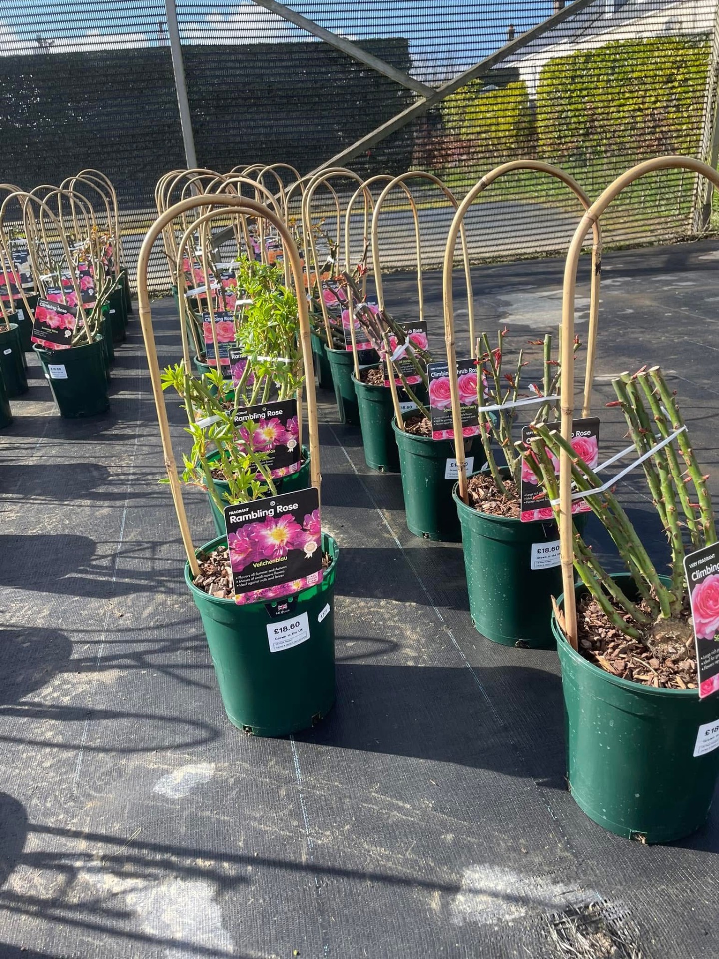 Climbing and rambling roses with bamboo supports