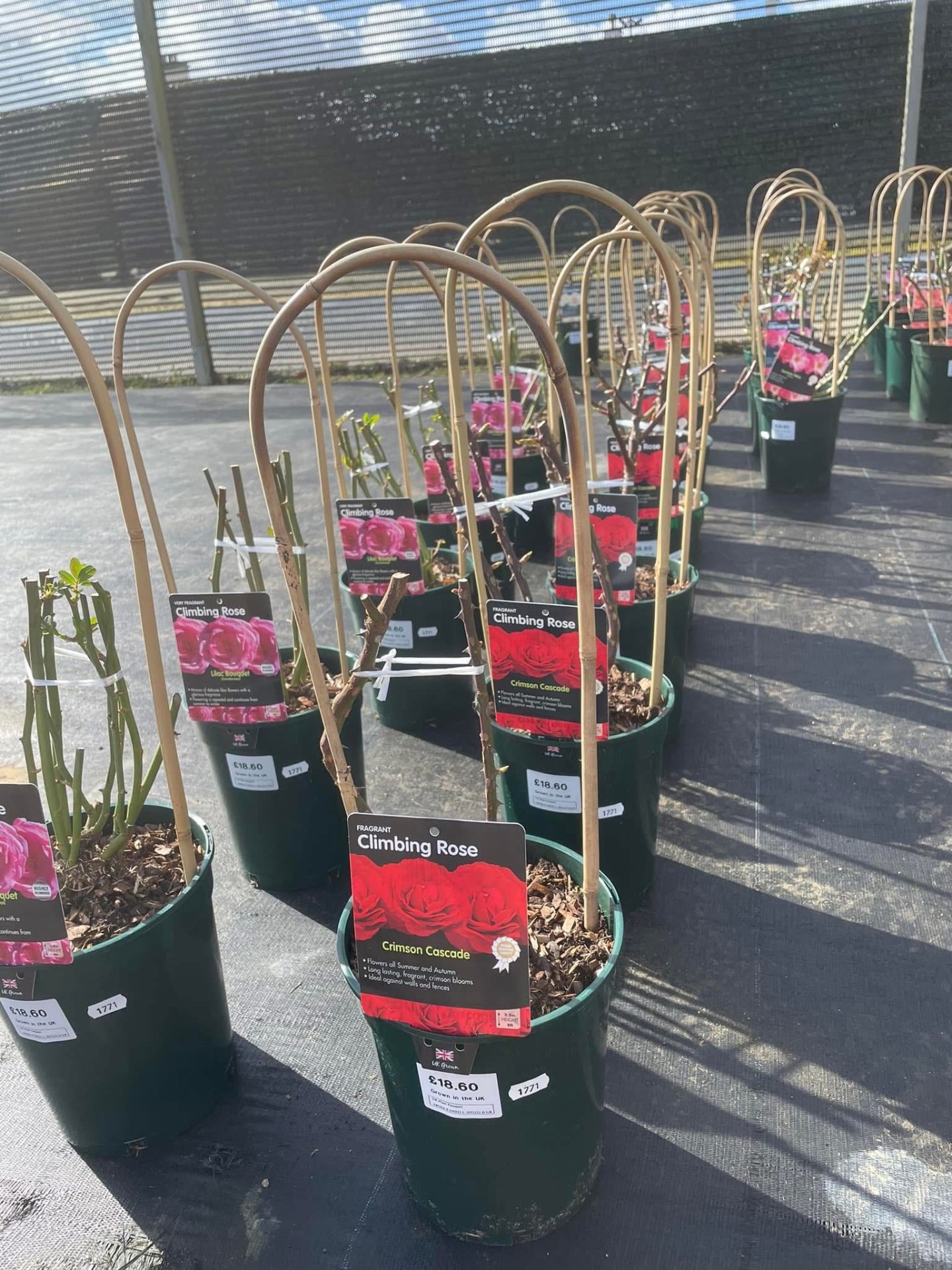 Fragrant climbing roses in pots