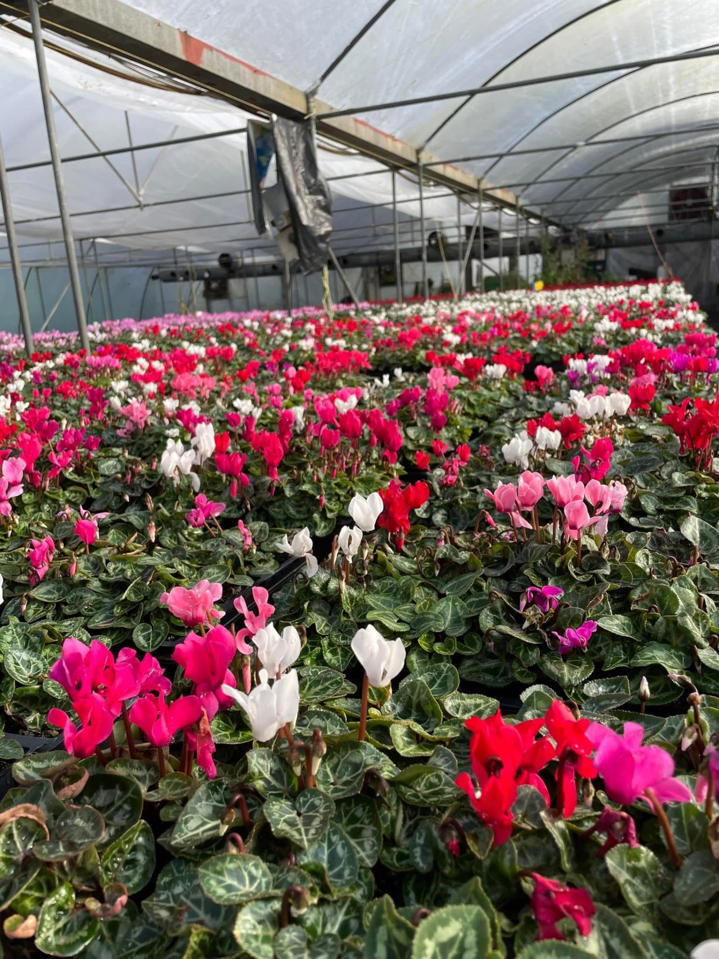Greenhouse rows of red, pink and white cyclamen