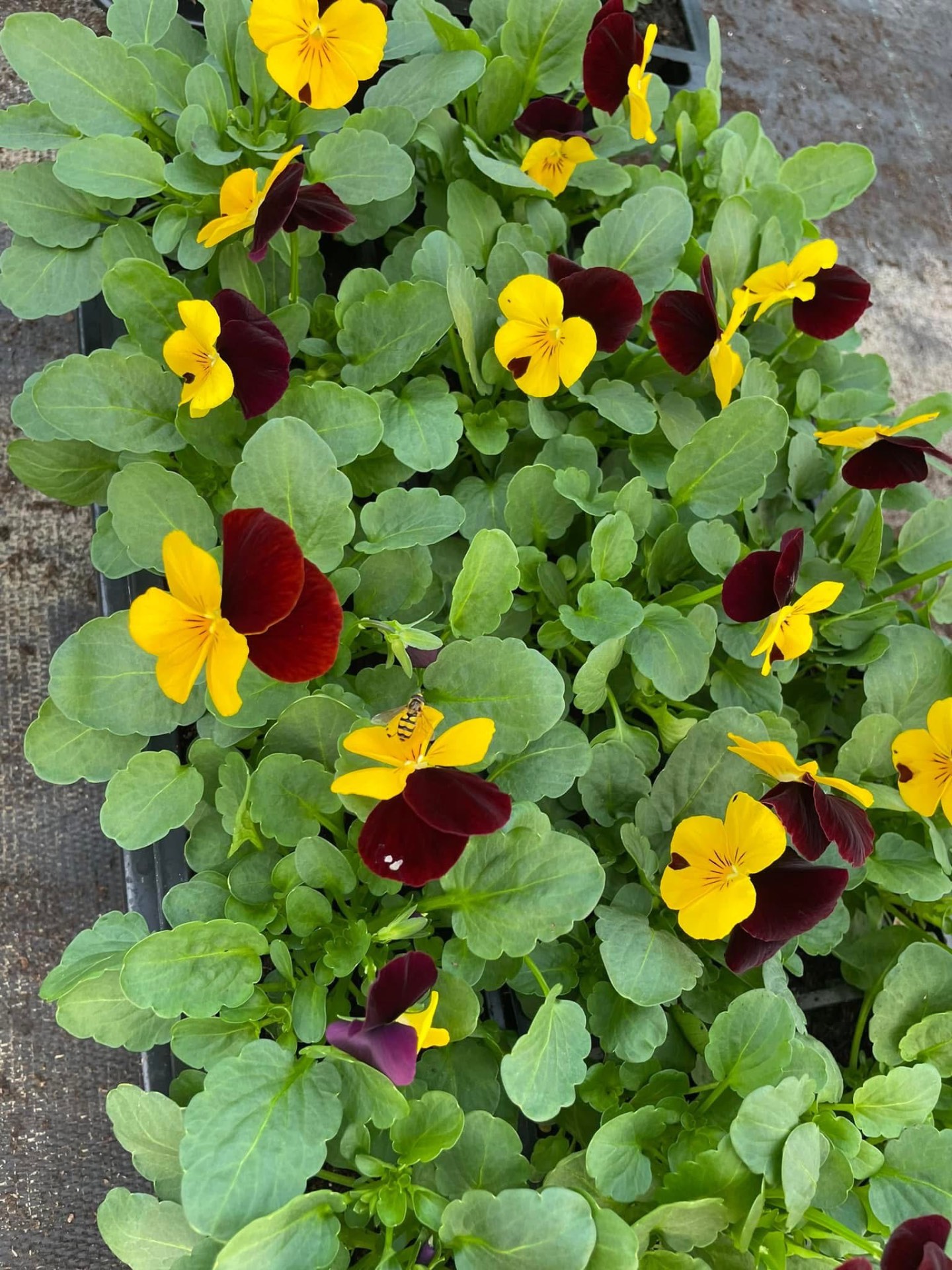 Yellow and burgundy violas with hoverfly