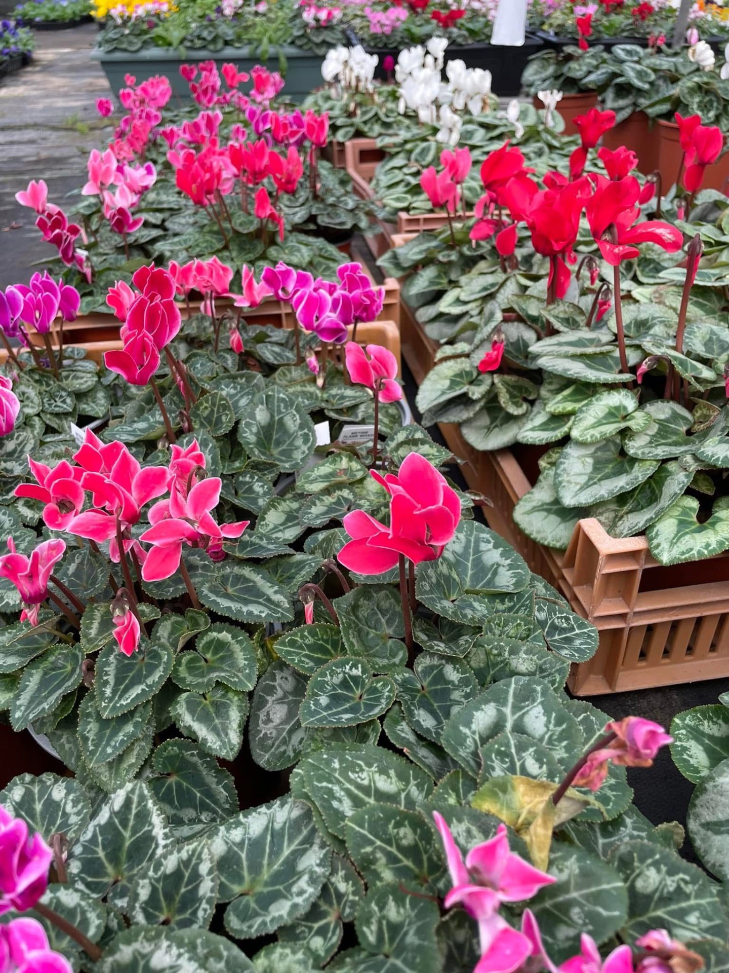 Cyclamen in pink, red and white trays