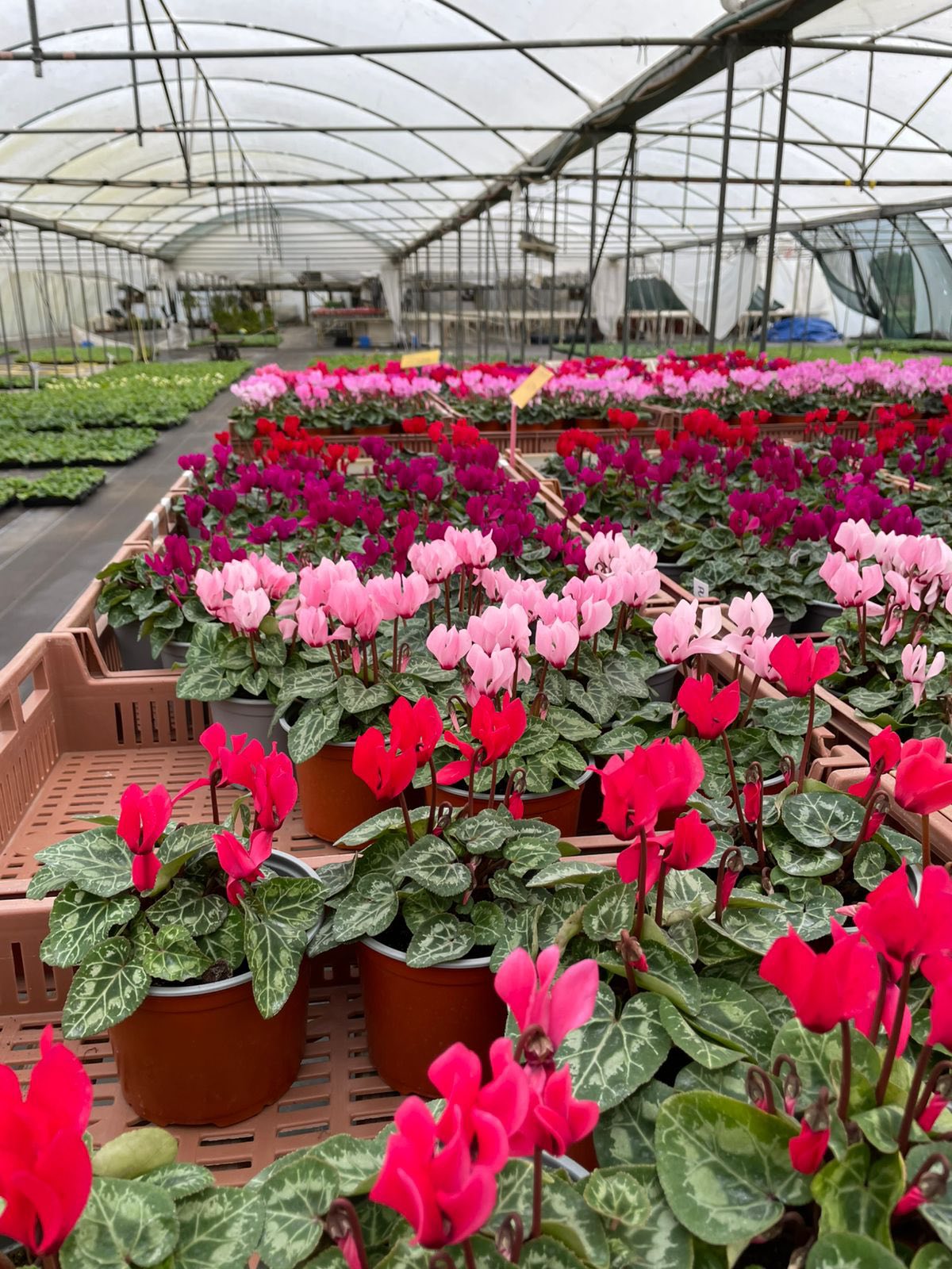 Cyclamen in pink and red