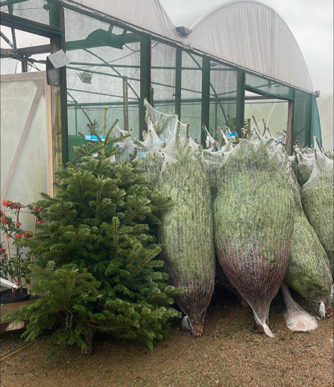 Fresh-cut Christmas trees at the nursery