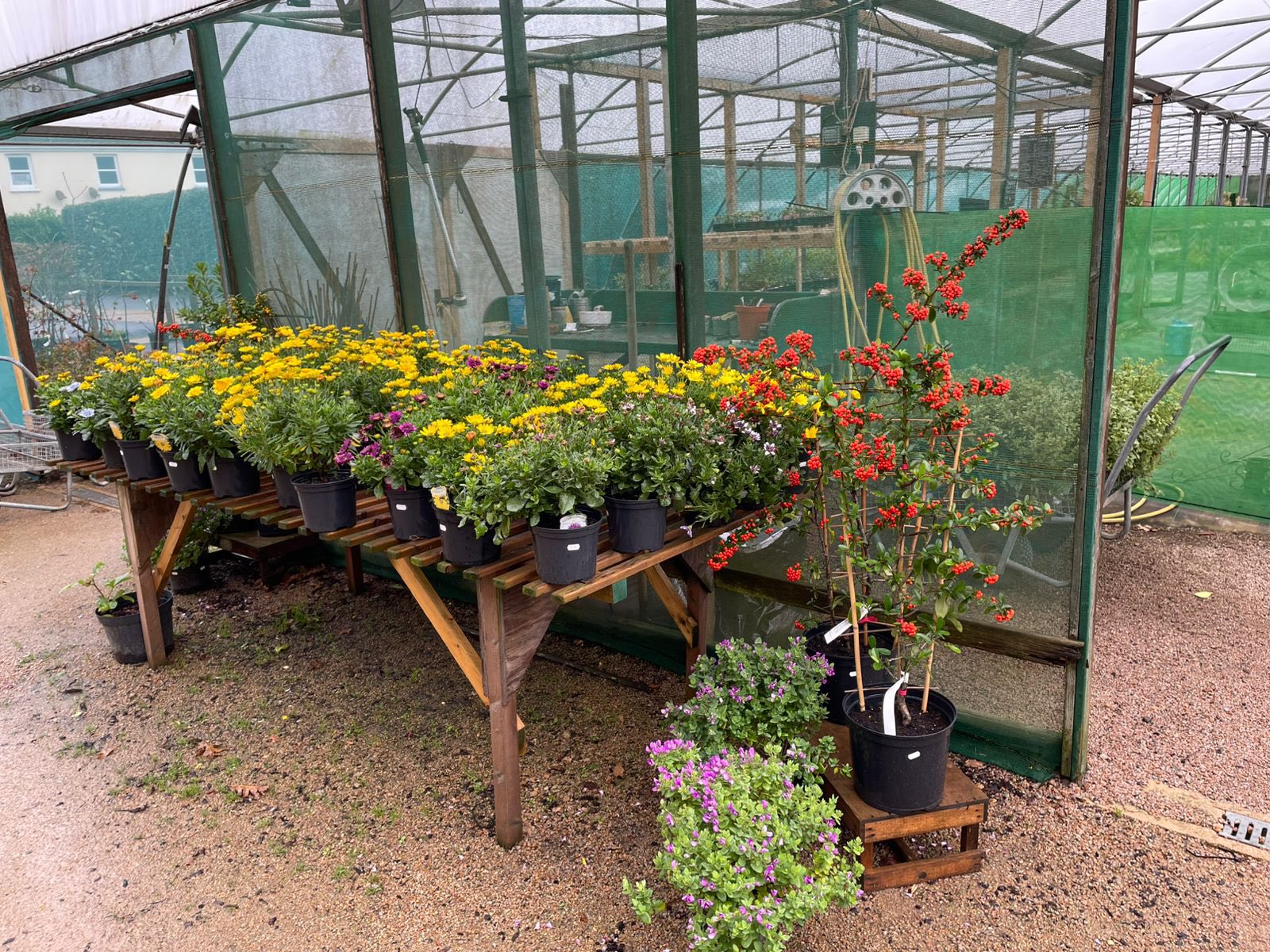 Outdoor display of seasonal plants