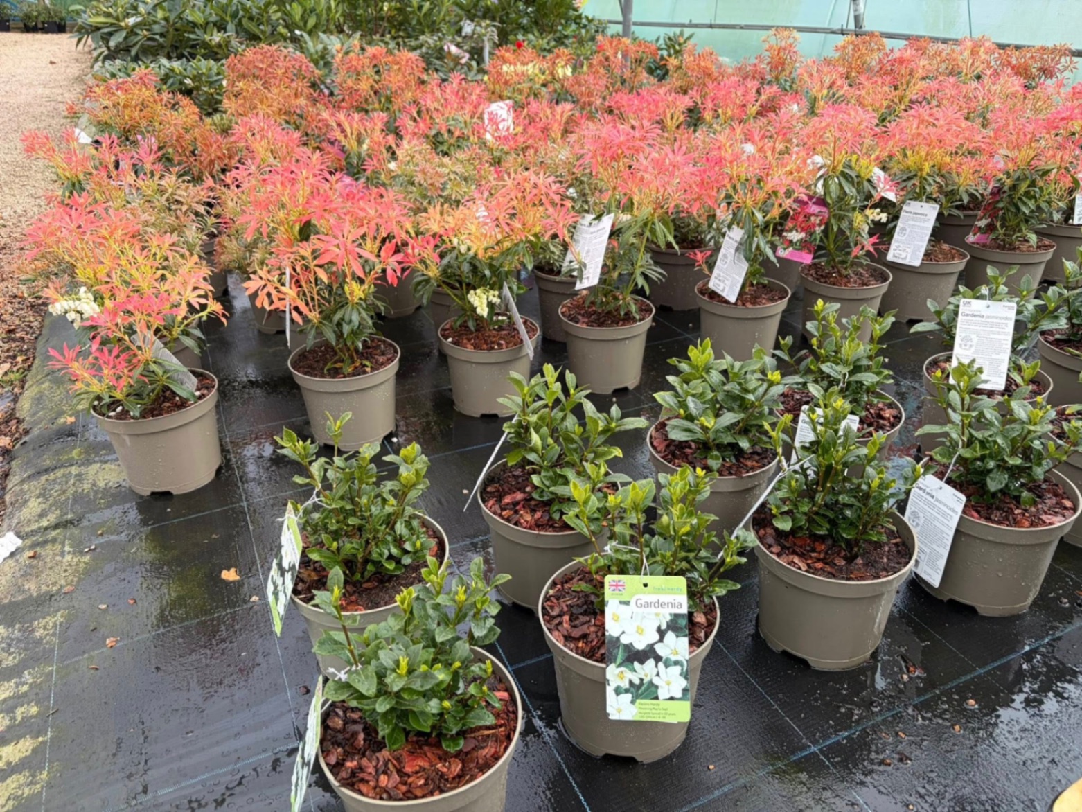 Pieris and gardenia shrubs
