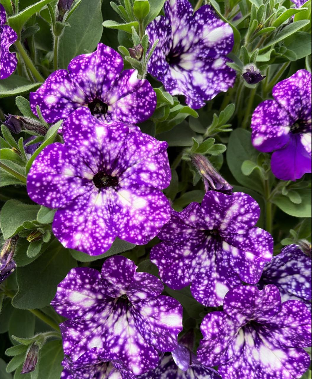 Night sky petunias in deep purple
