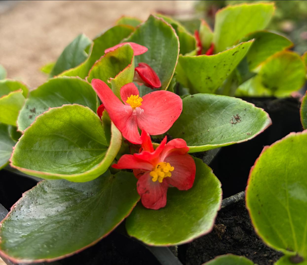 Red begonia close-up