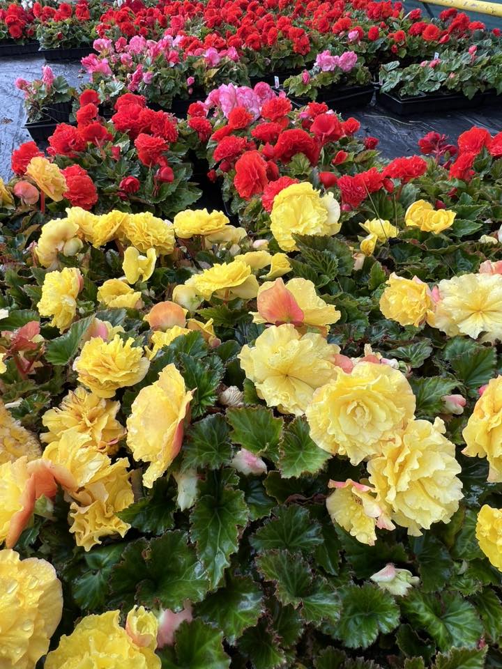Garden planting & displays